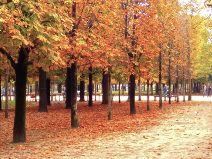 秋を表す英語は「fall」と「autumn」。なぜ2つあるのか