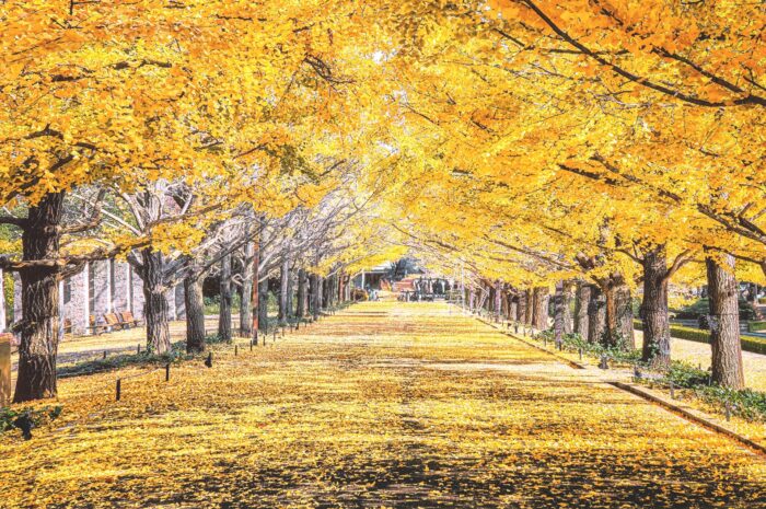 秋を表す英語は「fall」と「autumn」。なぜ2つあるのか